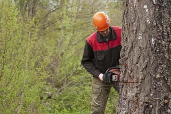 forest and conservation workers image