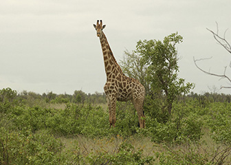 Zoologists and wildlife biologists