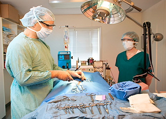 Veterinary technologists and technicians