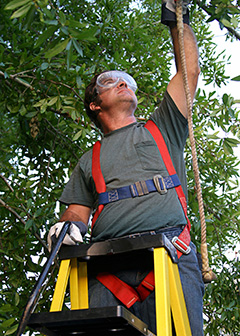 Forest and conservation workers