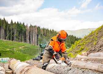 Logging worker wearing a hardhat, face shield, and protective clothing while cutting a tree with a chainsaw.