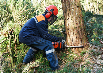 Logging worker in protective gear bending down to cut the base of a tree with a chainsaw.